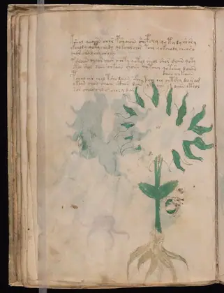 Folio 28v of the Voynich Manuscript