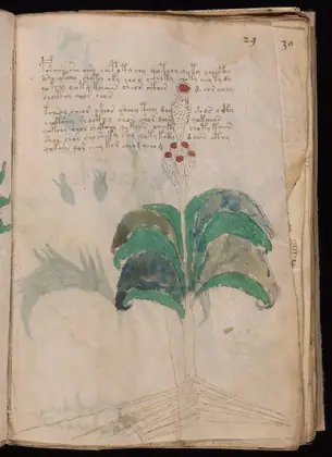 Folio 29r of the Voynich Manuscript