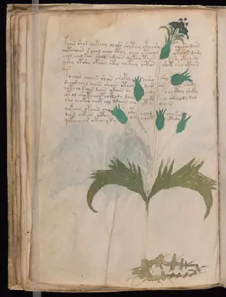Folio 29v of the Voynich Manuscript