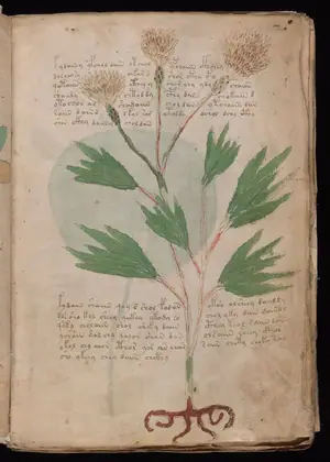 Folio 2r of the Voynich Manuscript