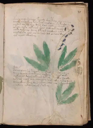 Folio 30r of the Voynich Manuscript