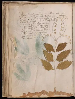 Folio 30v of the Voynich Manuscript