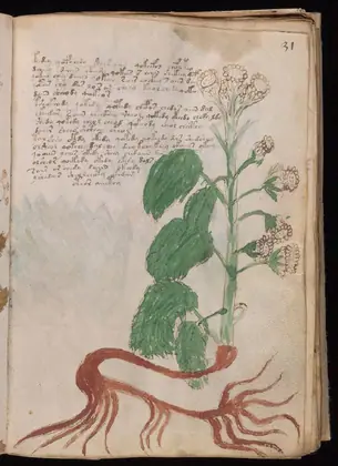 Folio 31r of the Voynich Manuscript