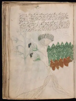 Folio 31v of the Voynich Manuscript
