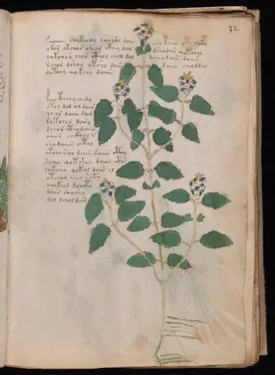 Folio 32r of the Voynich Manuscript