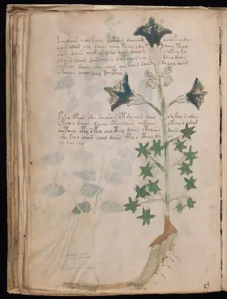 Folio 32v of the Voynich Manuscript