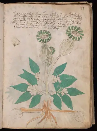 Folio 33r of the Voynich Manuscript