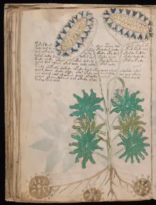 Folio 33v of the Voynich Manuscript