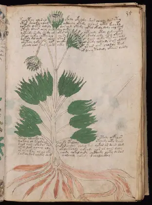Folio 34r of the Voynich Manuscript