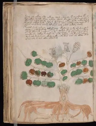Folio 34v of the Voynich Manuscript