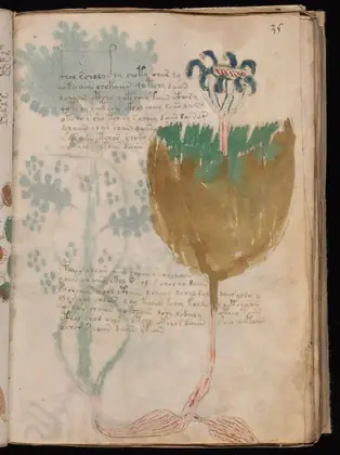 Folio 35r of the Voynich Manuscript