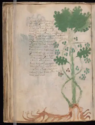 Folio 35v of the Voynich Manuscript
