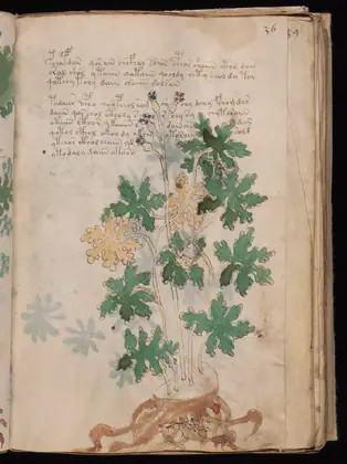 Folio 36r of the Voynich Manuscript