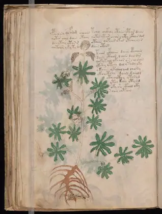 Folio 36v of the Voynich Manuscript