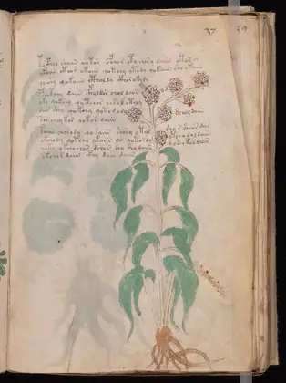 Folio 37r of the Voynich Manuscript