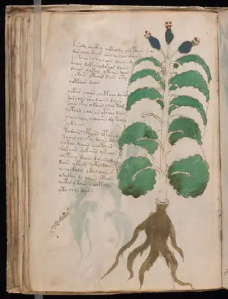 Folio 37v of the Voynich Manuscript