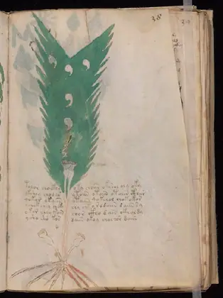 Folio 38r of the Voynich Manuscript