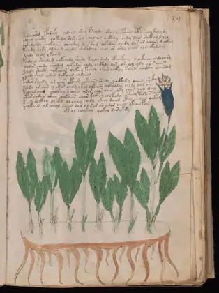 Folio 39r of the Voynich Manuscript