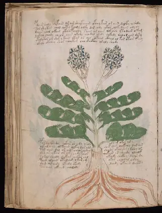 Folio 39v of the Voynich Manuscript