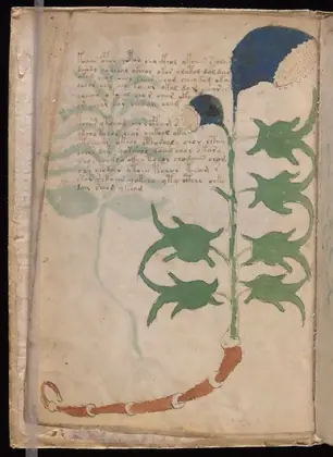 Folio 3v of the Voynich Manuscript