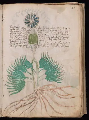 Folio 40r of the Voynich Manuscript