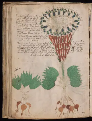 Folio 40v of the Voynich Manuscript