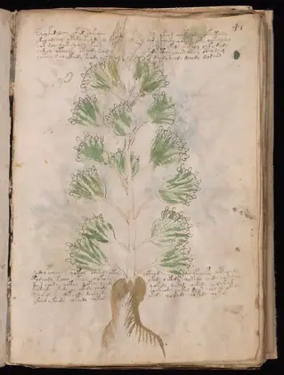 Folio 41r of the Voynich Manuscript