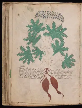 Folio 41v of the Voynich Manuscript