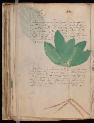 Folio 42v of the Voynich Manuscript