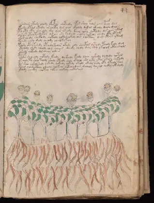 Folio 43r of the Voynich Manuscript