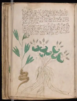 Folio 43v of the Voynich Manuscript