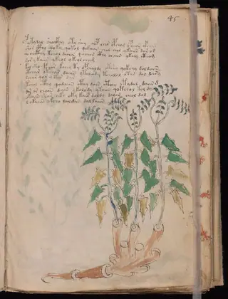 Folio 45r of the Voynich Manuscript