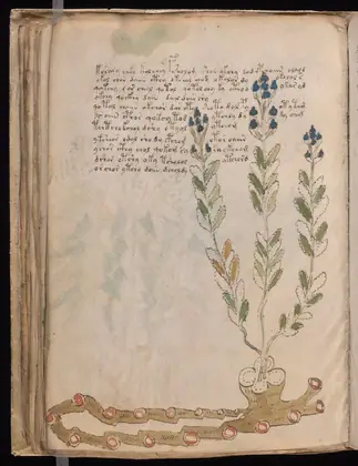 Folio 45v of the Voynich Manuscript