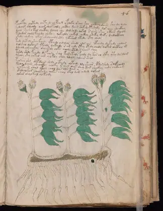 Folio 46r of the Voynich Manuscript
