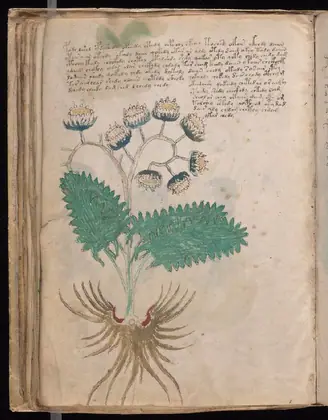 Folio 46v of the Voynich Manuscript