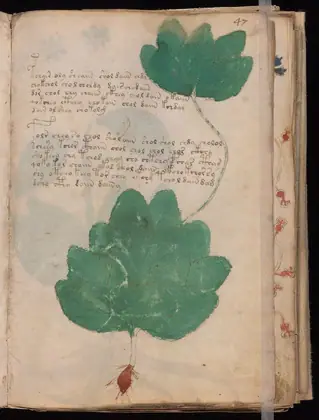 Folio 47r of the Voynich Manuscript