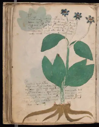 Folio 47v of the Voynich Manuscript