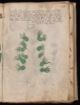 Folio 48r of the Voynich Manuscript