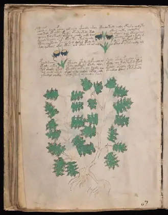 Folio 48v of the Voynich Manuscript