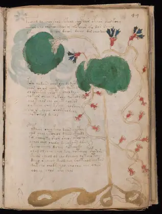 Folio 49r of the Voynich Manuscript