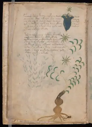 Folio 4v of the Voynich Manuscript