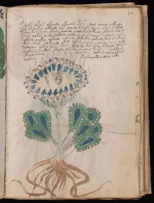 Folio 50r of the Voynich Manuscript