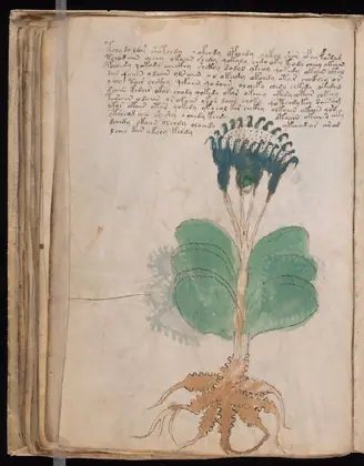 Folio 50v of the Voynich Manuscript