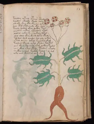 Folio 51r of the Voynich Manuscript