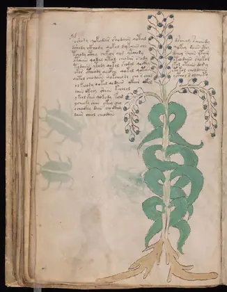 Folio 51v of the Voynich Manuscript