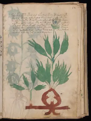 Folio 52r of the Voynich Manuscript