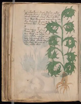 Folio 52v of the Voynich Manuscript