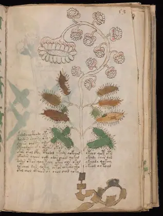 Folio 53r of the Voynich Manuscript