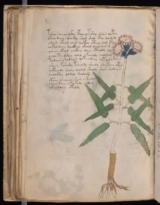 Folio 53v of the Voynich Manuscript