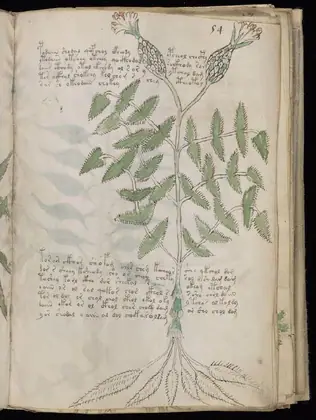 Folio 54r of the Voynich Manuscript